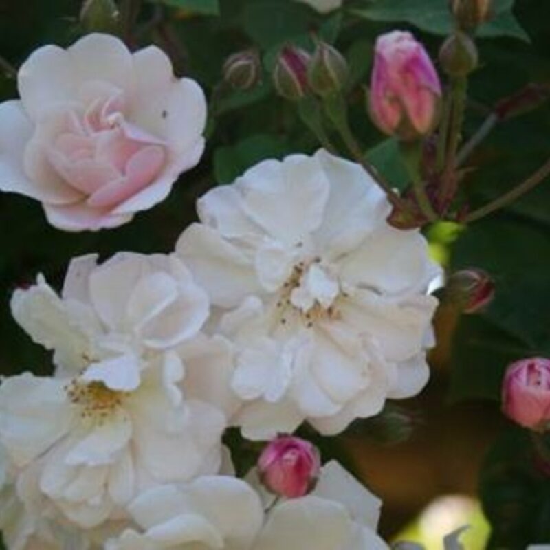 Klimroos 'Rosa Adelaide d Orleans' in 4 liter pot (ramblerroos)