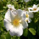 Rosa Sally Holmes kale wortel