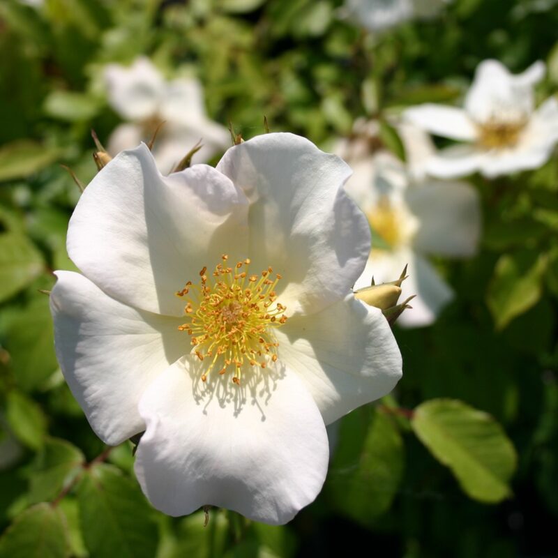 Rosa Sally Holmes kale wortel