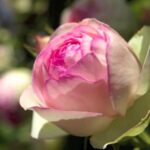 Eden Rose stamroos 100 cm pot