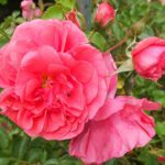 Rosa Rosarium Uetersen stamroos 100/110 cm in pot