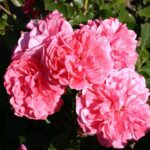 Rosa Rosarium Uetersen stamroos 100/110 cm in pot