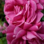 Rosa Mme Isaac Pereire kale wortel