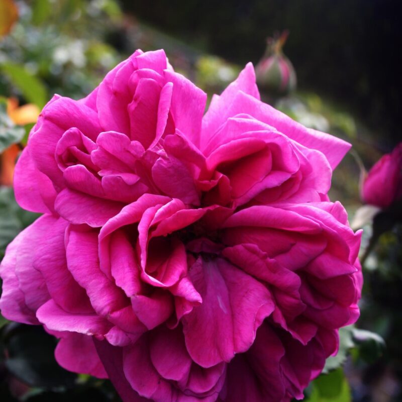 Rosa Mme Isaac Pereire kale wortel