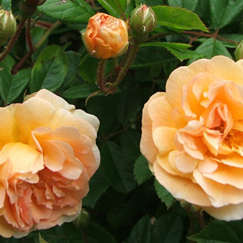 Klimroos 'Rosa Ghislaine de Feligonde' kale wortel