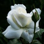 Rosa Karen Blixen kale wortel