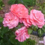 Rosa Queen Elizabeth kale wortel