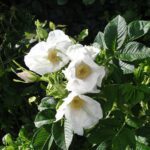 Rosa Rugosa Alba kale wortel