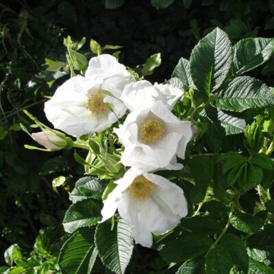 Rosa Rugosa Alba kale wortel