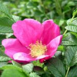 Rosa Rugosa kale wortel