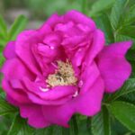 Rosa Rugosa kale wortel
