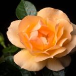 Rosa Hansestadt-Rostock in 4 liter pot