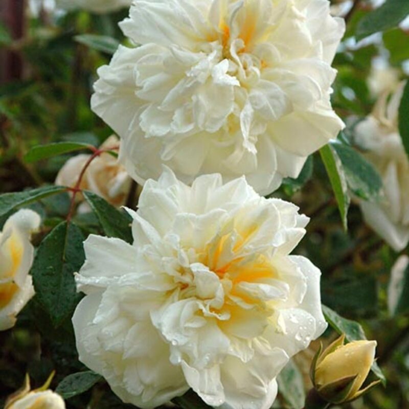 R Alberic Barbier in pot