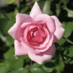 Rosa Bonica Stamroos 70/80 cm in pot