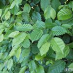 25 x Carpinus betulus 80 100 cm