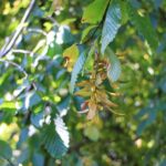 25 x Carpinus betulus 80 100 cm