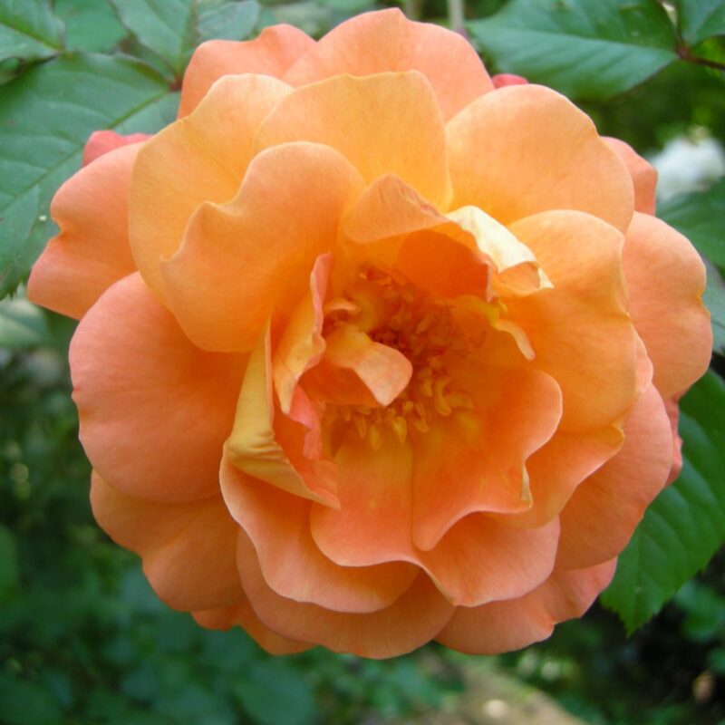 Rosa Westerland kale wortel