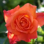 Rosa Westerland kale wortel