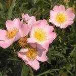 Rosa Canina kale wortel