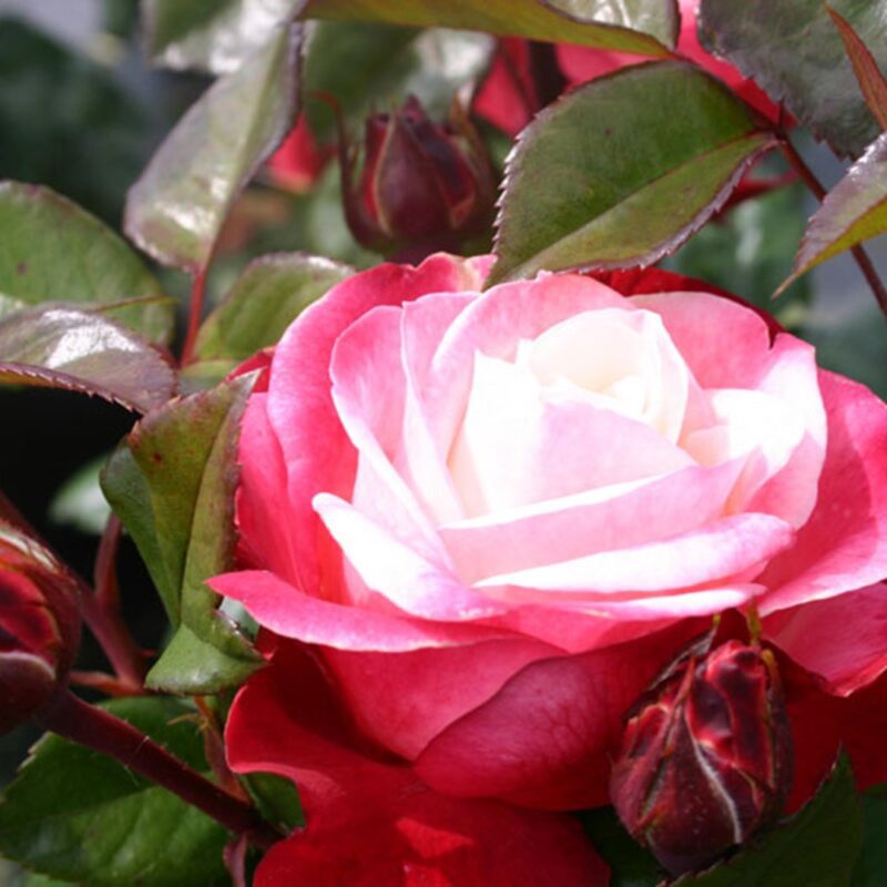 Rosa Nostalgie kale wortel