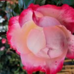 Rosa Nostalgie kale wortel