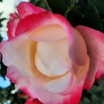 Rosa Nostalgie kale wortel