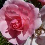 Rosa Climbing Bonica klimroos kale wortel