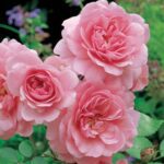 Rosa Climbing Bonica klimroos kale wortel