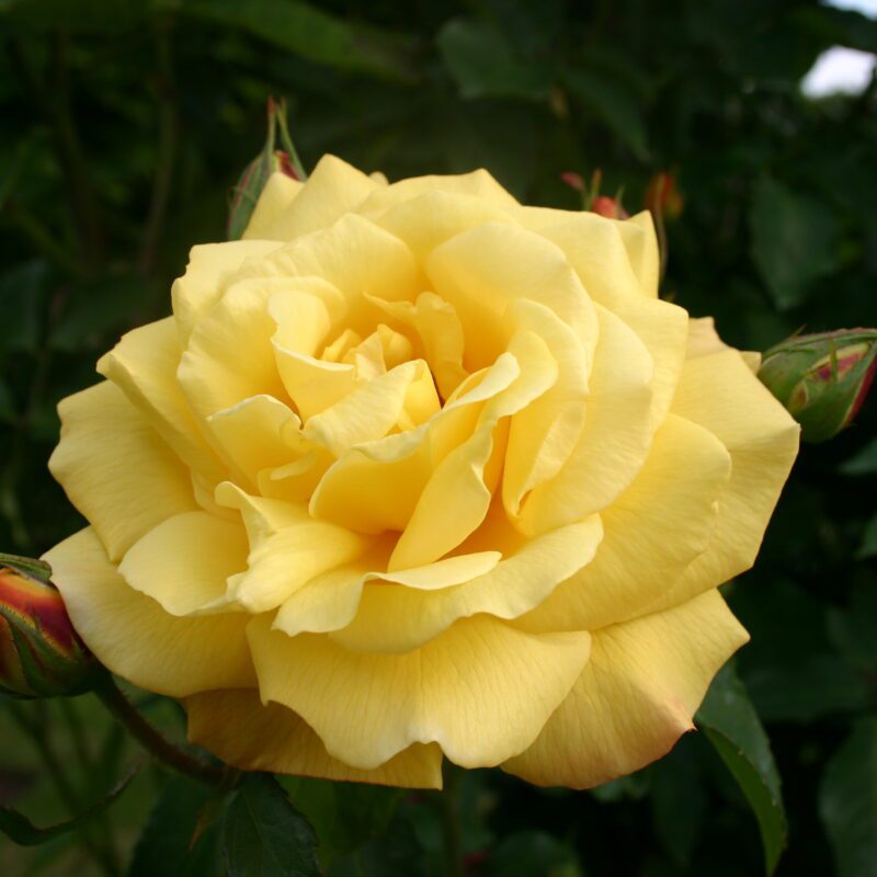 Rosa Golden Showers kale wortel