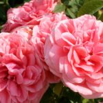 Rosa Kimono kale wortel