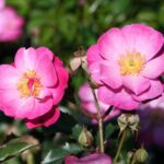 10 x R Lavender Dream kale wortel