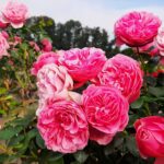 Stamroos Leonardo da Vinci 60/70 cm