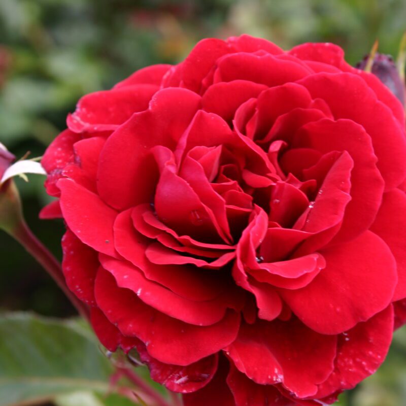 Rosa Naheglut kale wortel
