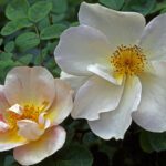 Rosa Nevada kale wortel