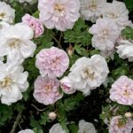 Rosa pimp Stanwell Perpetual kale wortel