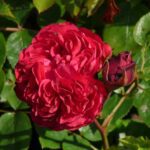 Rosa Balmoral in 4 liter pot