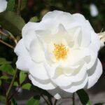 'Climbing Schneewittchen' in 4 liter pot