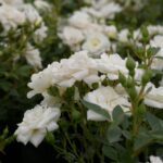 Rosa White Cover Kent kale wortel