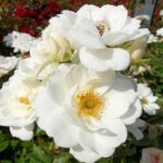 Rosa White Cover Kent kale wortel