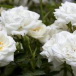 Rosa White Cover Kent kale wortel