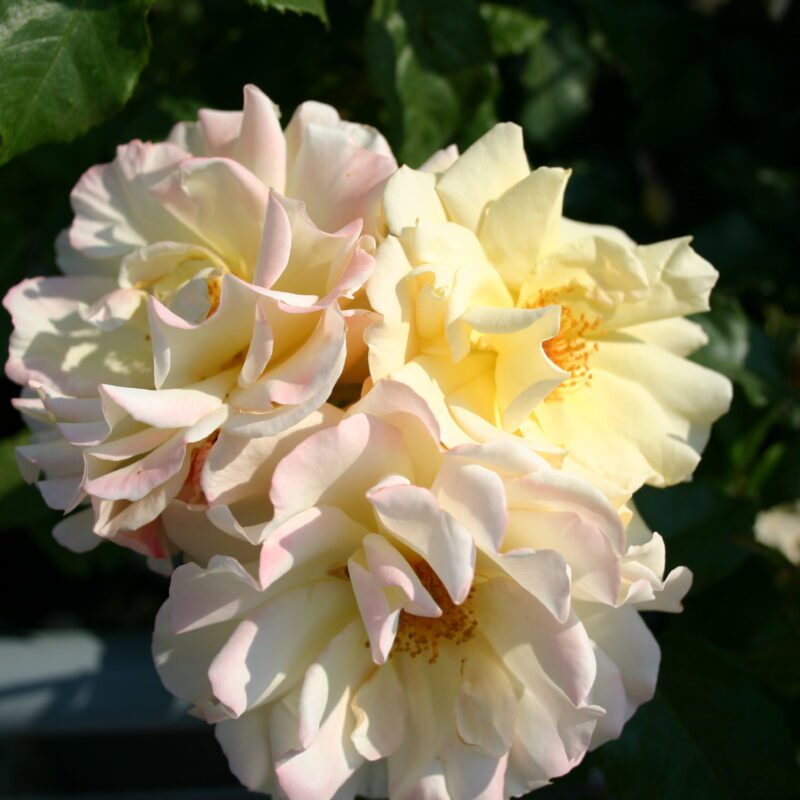 Rosa Wim Oudshoorn kale wortel