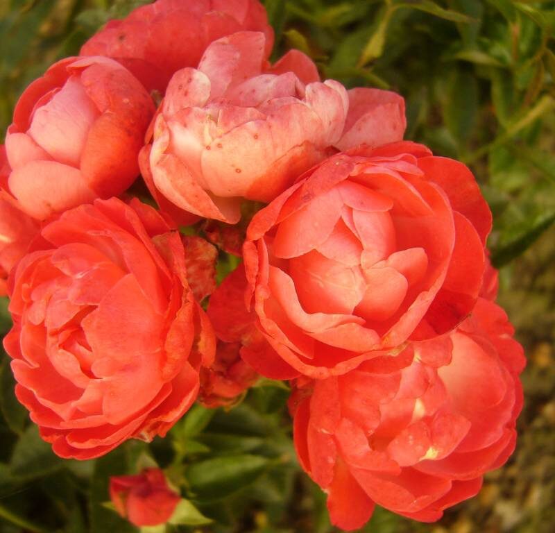 R Briant Hill kale wortel