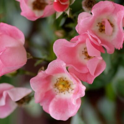 Rosa Bingo Meidiland kale wortel.