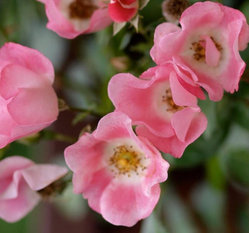 Rosa Bingo Meidiland kale wortel.