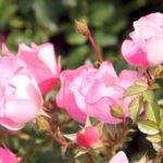 Rosa Bingo Meidiland kale wortel.