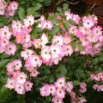 Rosa Bingo Meidiland kale wortel.