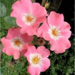 Rosa Bingo Meidiland kale wortel.