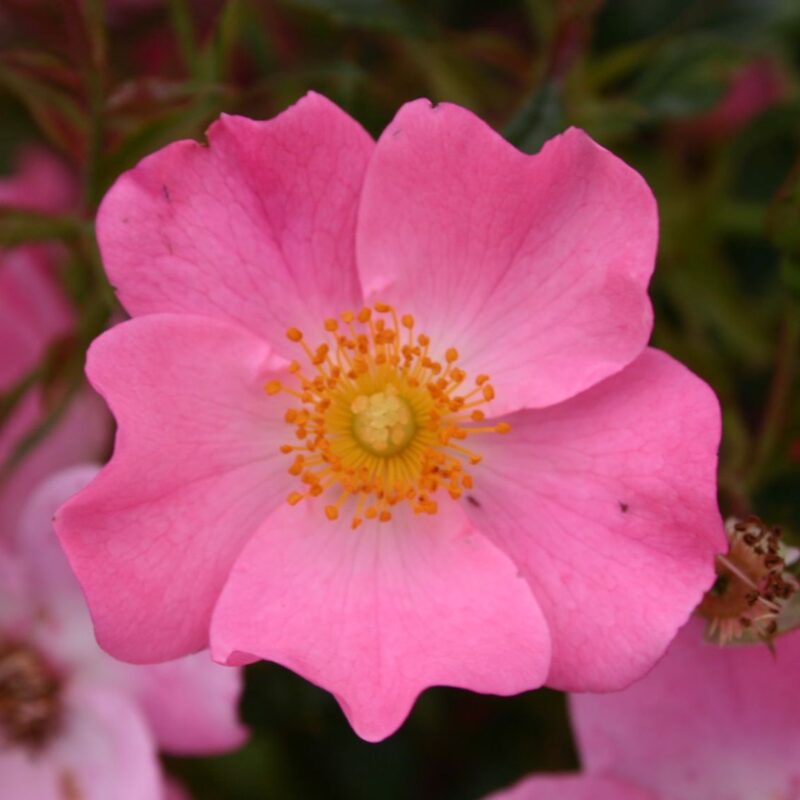 R Fortuna in 4 liter pot