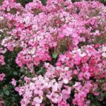 R Fortuna in 4 liter pot