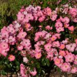 R Fortuna in 4 liter pot